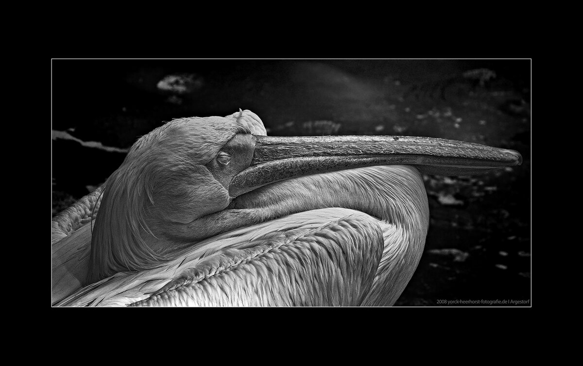 20080730_ZooHannover_0004 WEB FORUM.jpg