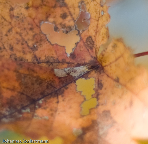 20081009 4247 [D700]   F1,4 50,00mm