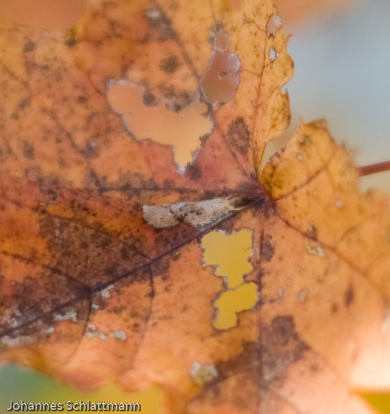 20081009 4250 [D700]   F1,4 50,00mm