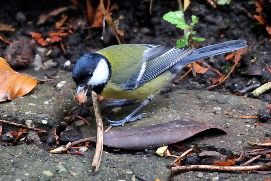 20081116  DSC9397