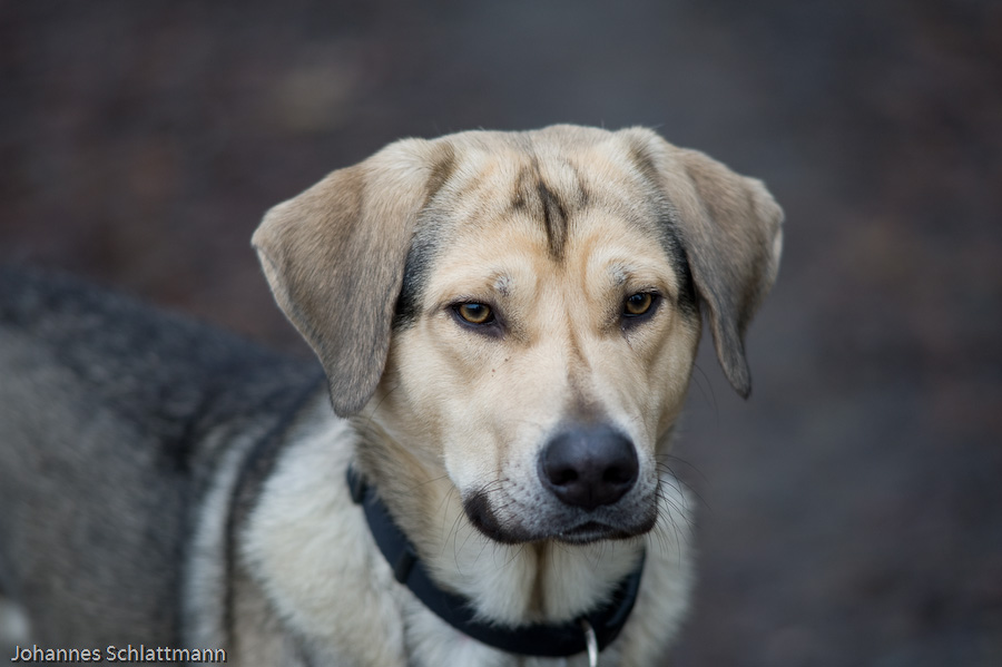 20081130 5334 [D700]   F2,8 180,00mm