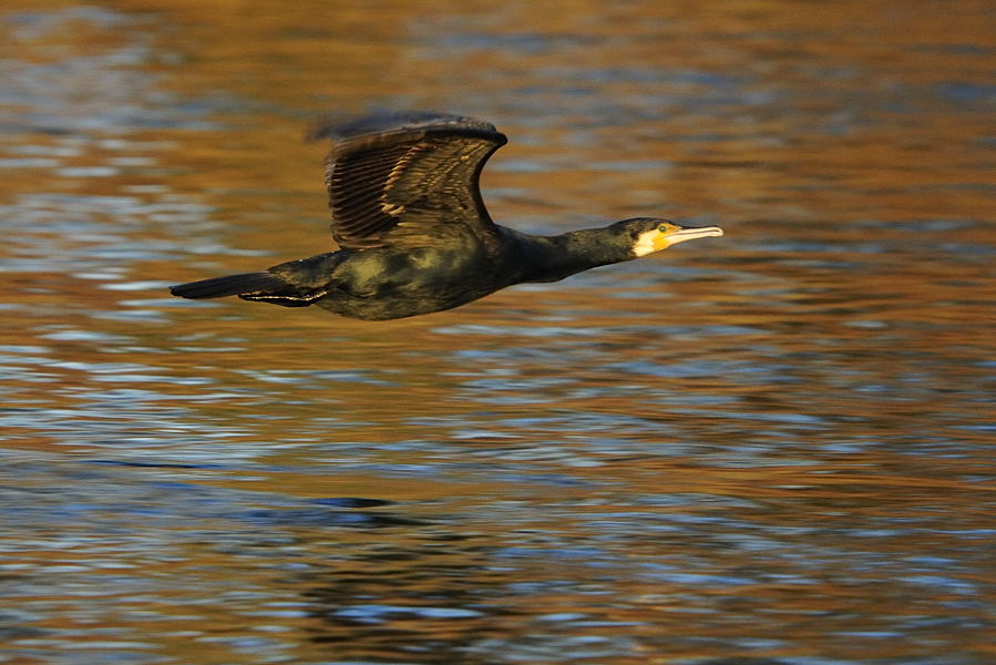 20081227  DSC0076