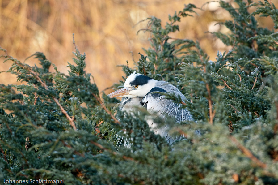 20081230 4556 [D300]   F5,6 300,00mm