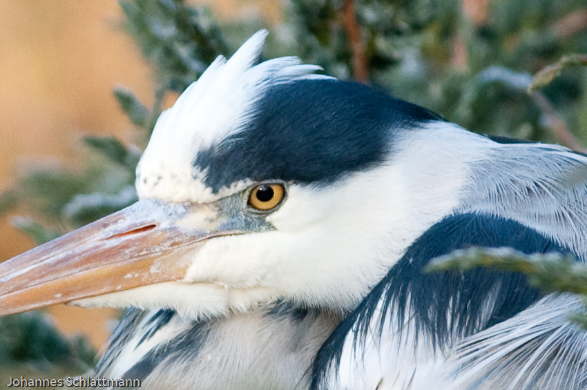 20081230 4557 [D300]   F5,6 300,00mm 2
