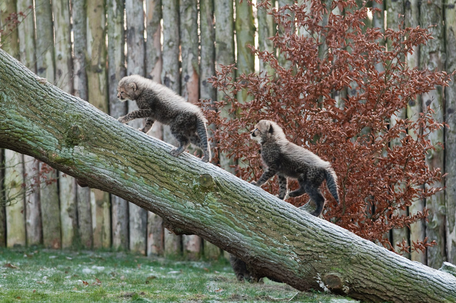 20081230 4816 [D300]   F5,0 300,00mm