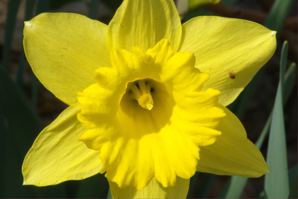 2009 04 05 Narzisse 1