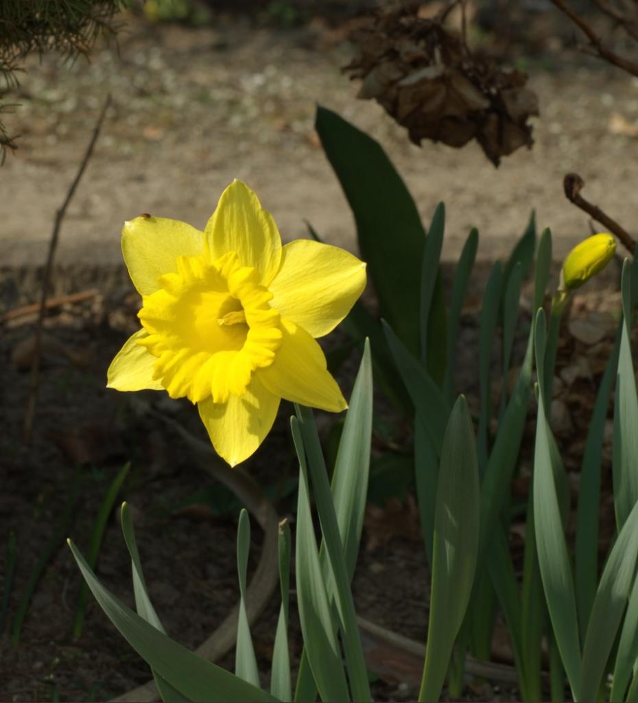 2009 04 05 Narzisse 2