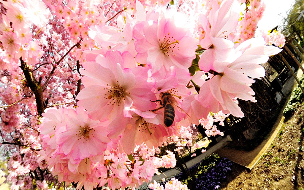 2009 04 07 Weitwinkelmakros Botanischer Garten D7C 6972 ps crop