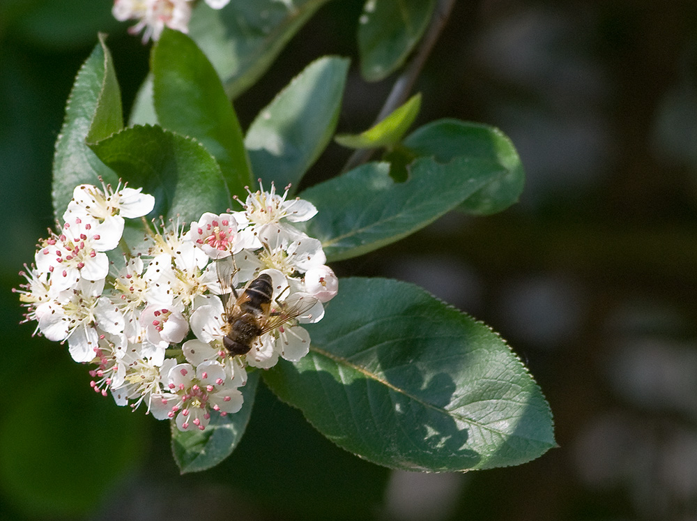 2009 05 01 Biene auf Aronia 2