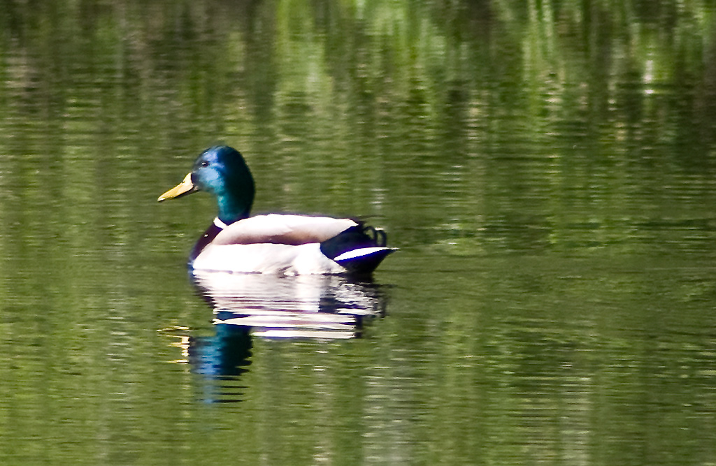 2009 05 09 Erpel