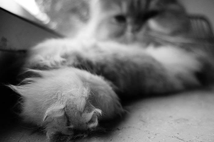 2009 06 01 Katzis P1000862
