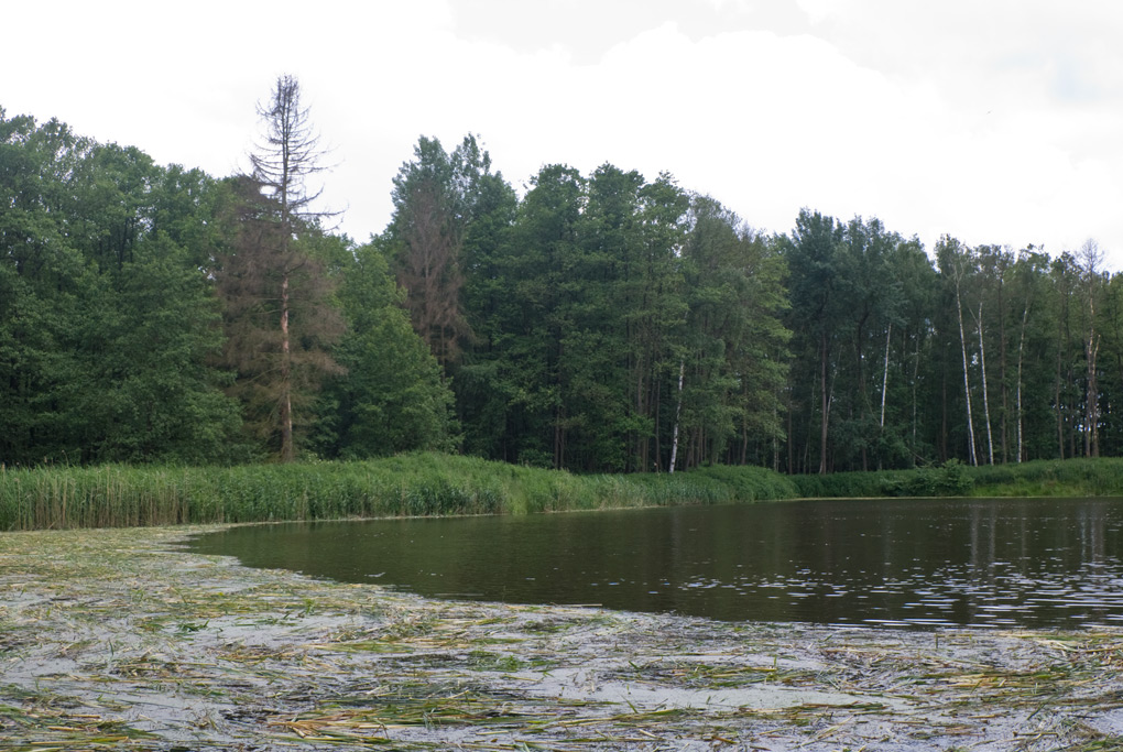 2009 06 05 Teich bei Biehla mit trockenem Baum