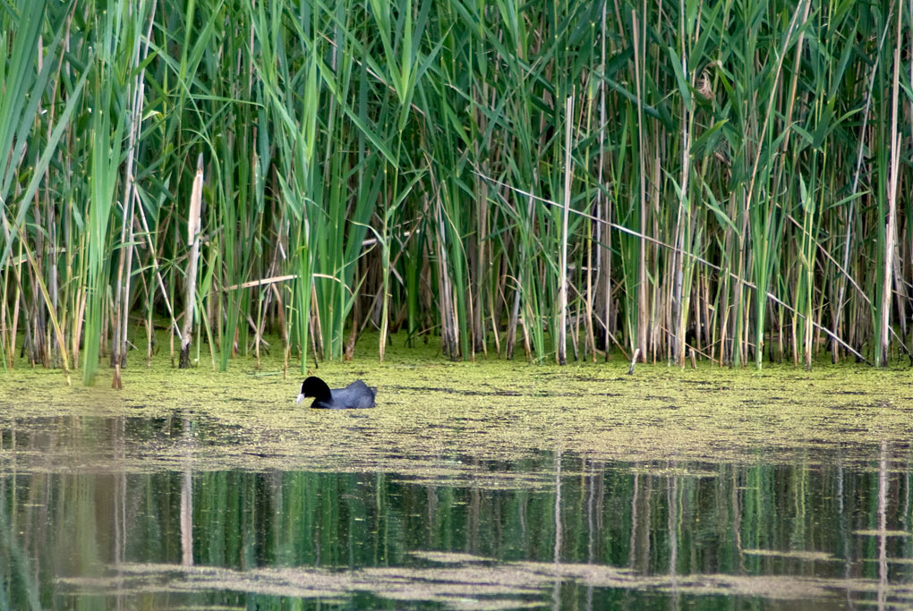 2009 06 05 Teich mit Gefluegel