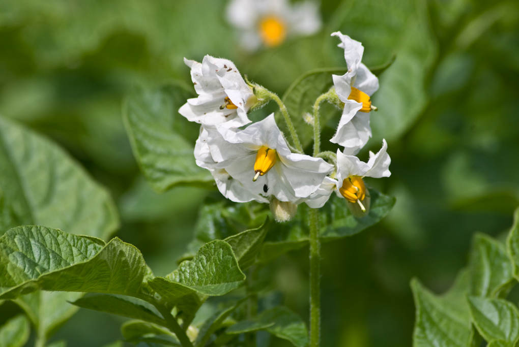 2009 06 07 Kartoffelbluete
