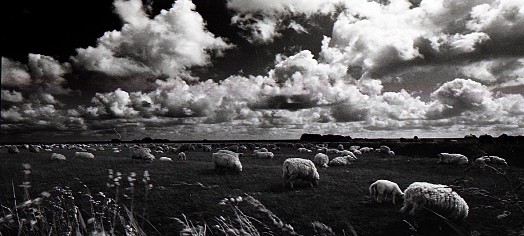 2009 06 FM2 APX100 Mommenheim Wacken Nordsee  057 crop