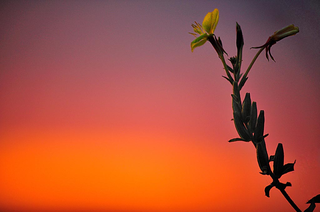 2009 07 18 Sonnenuntergangsquatsch mit Kran und Pluemchen bei Mirjam D7C 5144