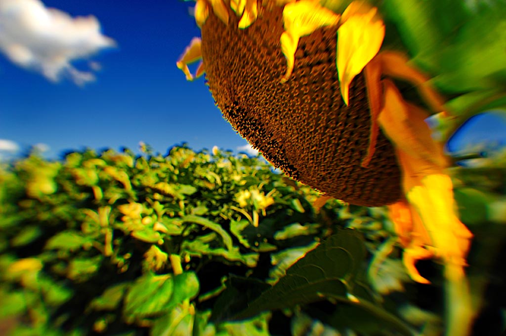 2009 07 28 SWW Lensbabies D7C 5597