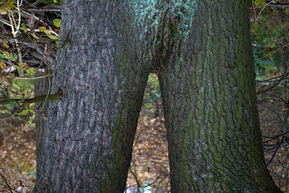 2009 11 08 DIE Eiche 2.jpg.