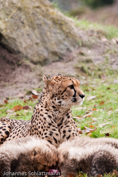 20090117 5638 [D300]   F7,1 400,00mm