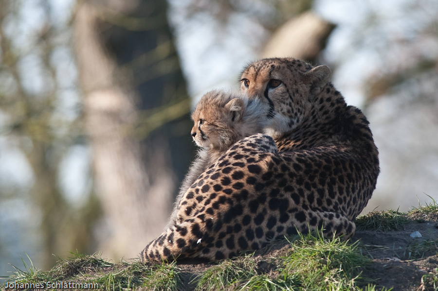 20090125 6500 [D700]   F7,1 420,00mm 2
