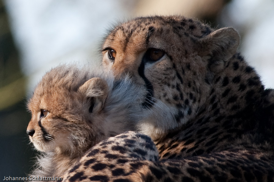 20090125 6500 [D700]   F7,1 420,00mm