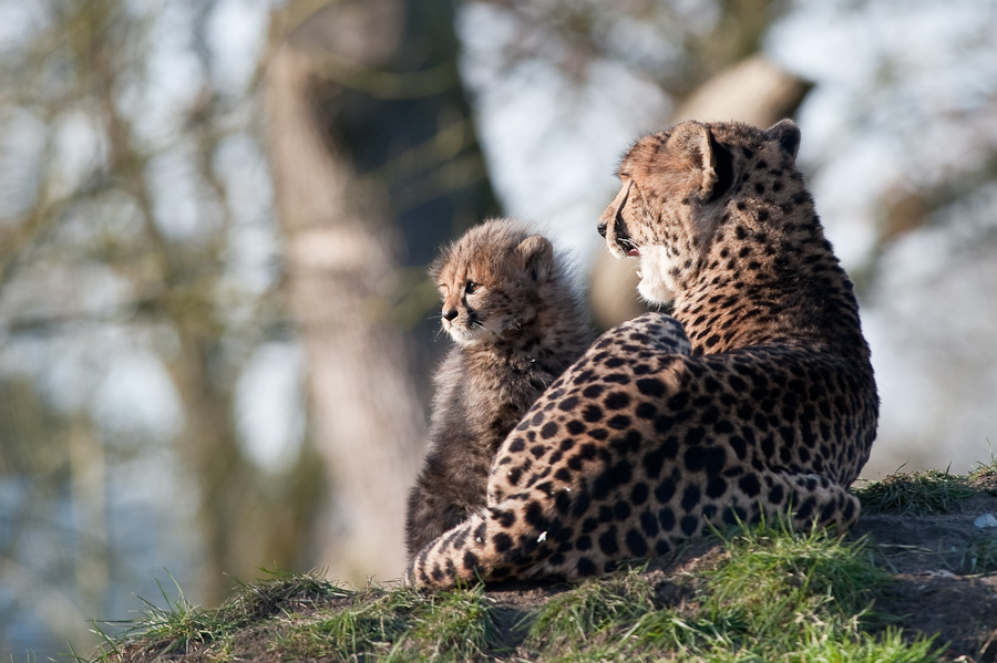 20090125 6512 [D700]   F7,1 420,00mm