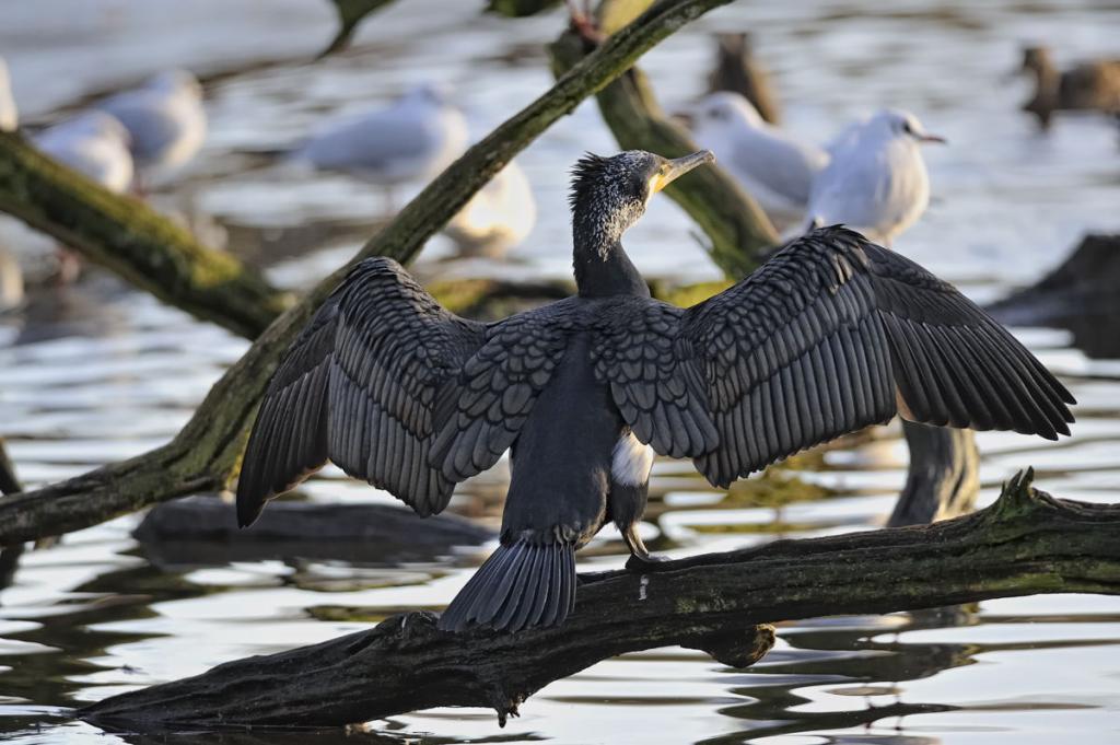 20090125 6697a [D700]   F5,6 420,00mm
