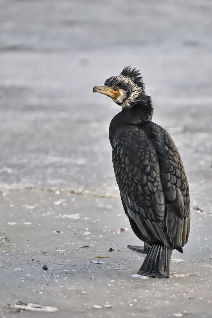 20090131 6819a [D700]   F2,8 300,00mm