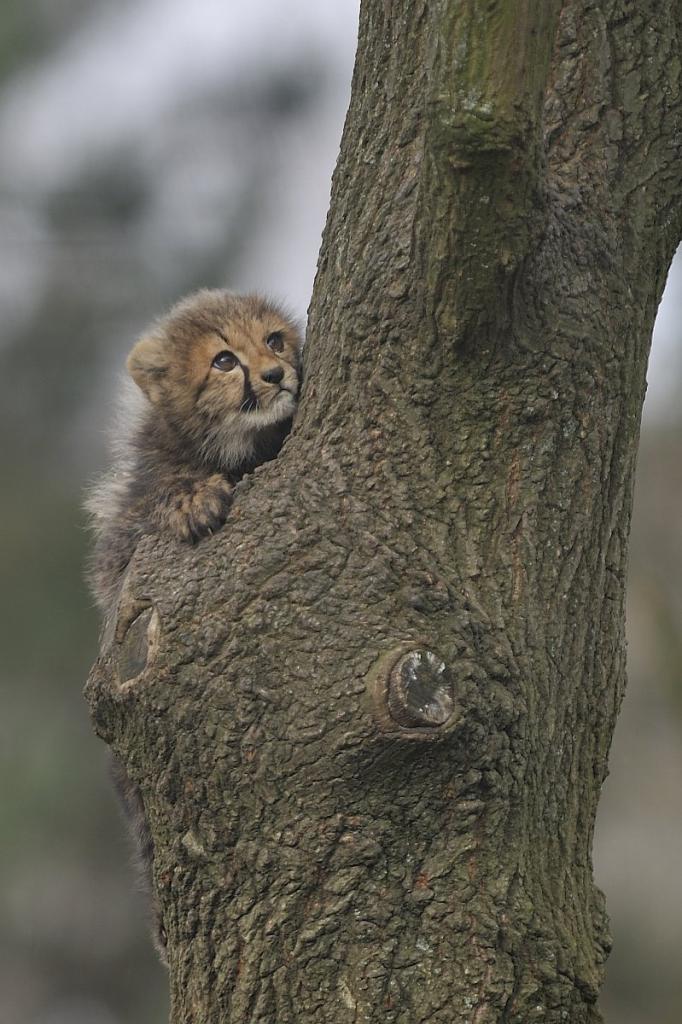 20090131 6926 [D700]   F4,8 500,00mm