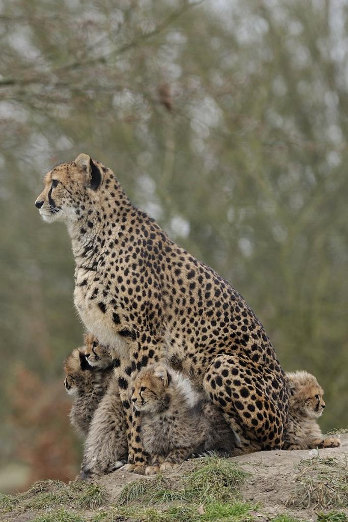 20090131 6990 [D700]   F5,0 300,00mm