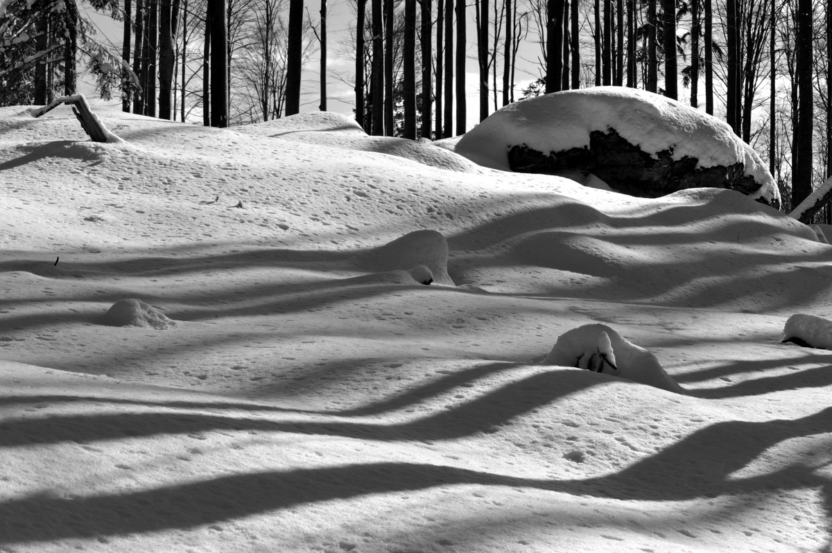 20090214 125017Bayerwald