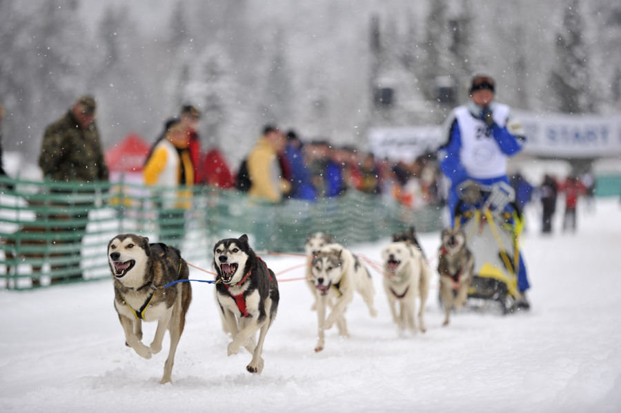 20090307 120256 Schlittenhunde  02
