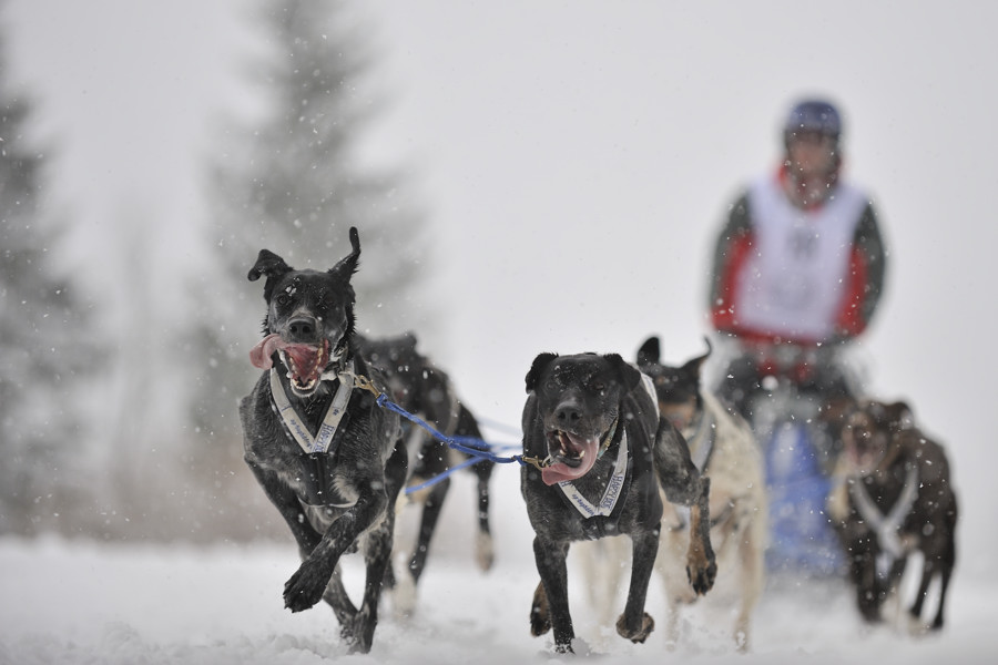 20090307 122235 Schlittenhunde  01