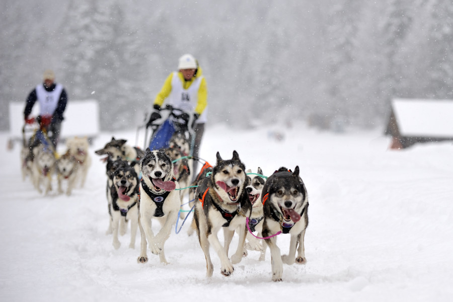20090307 122918 Schlittenhunde  02