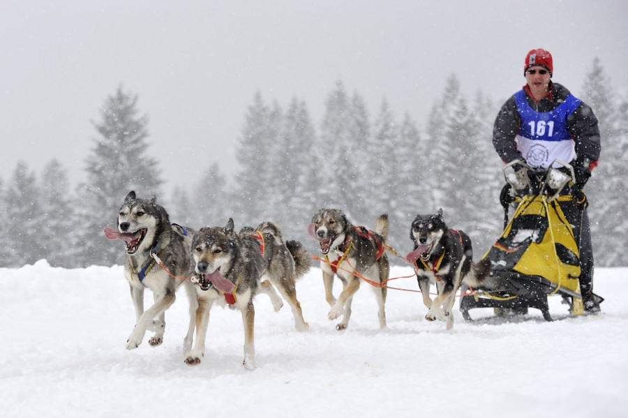 20090307 124636 Schlittenhunde