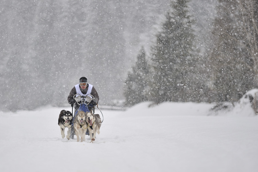 20090307 140244 Schlittenhunde