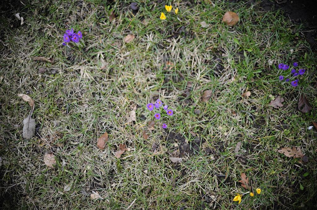 20090311 7910 [D700]   F1,8 35,00mm