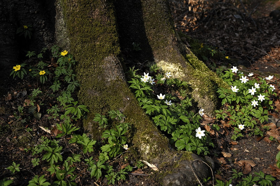 20090410 162156 Muehltal