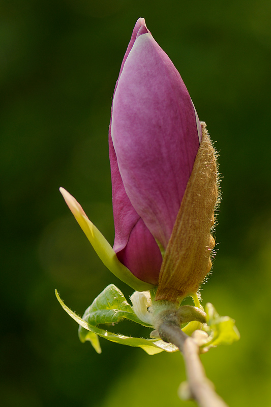 20090414 101056 ps