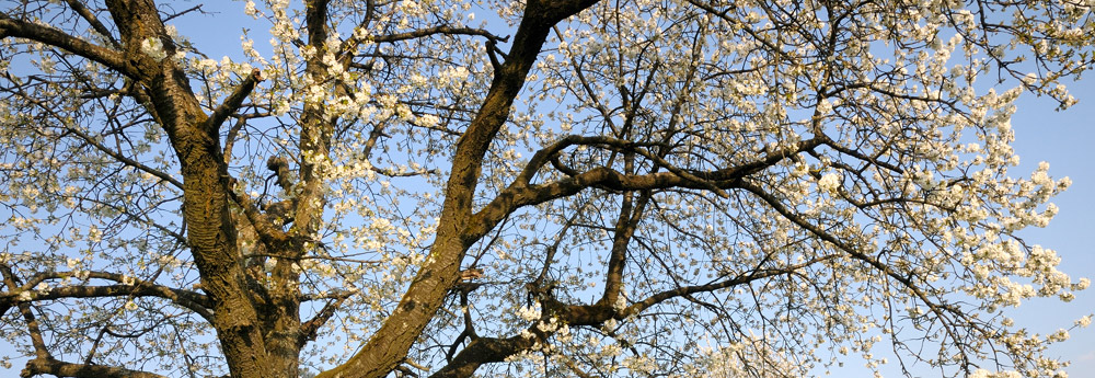 20090414 180949 D3N 7809 2