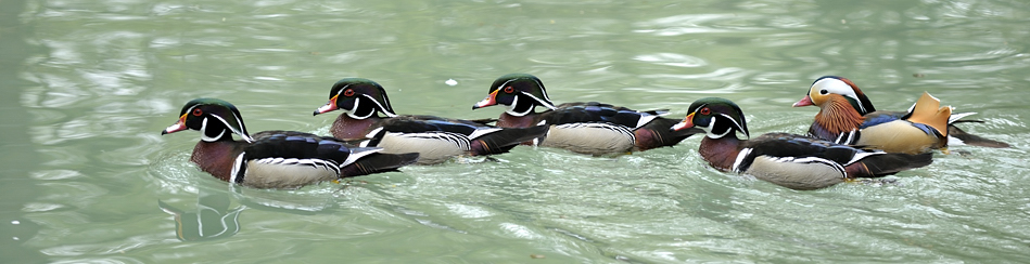 20090424 093857 Hellabrunn