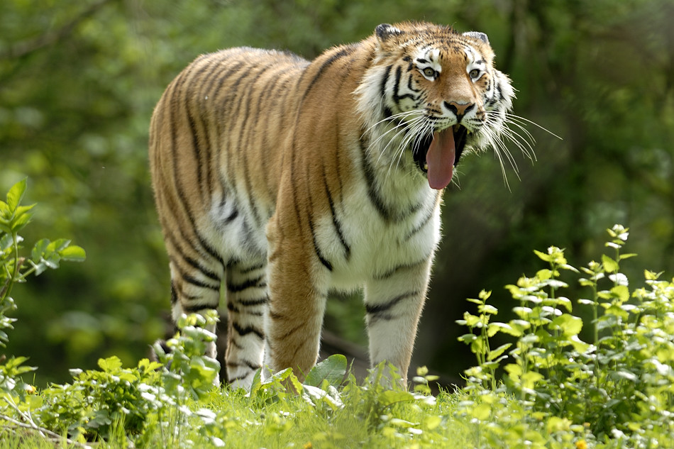 20090424 110141 Hellabrunn