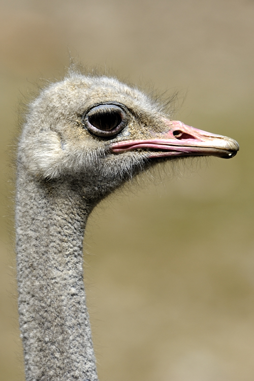 20090424 122106 Hellabrunn