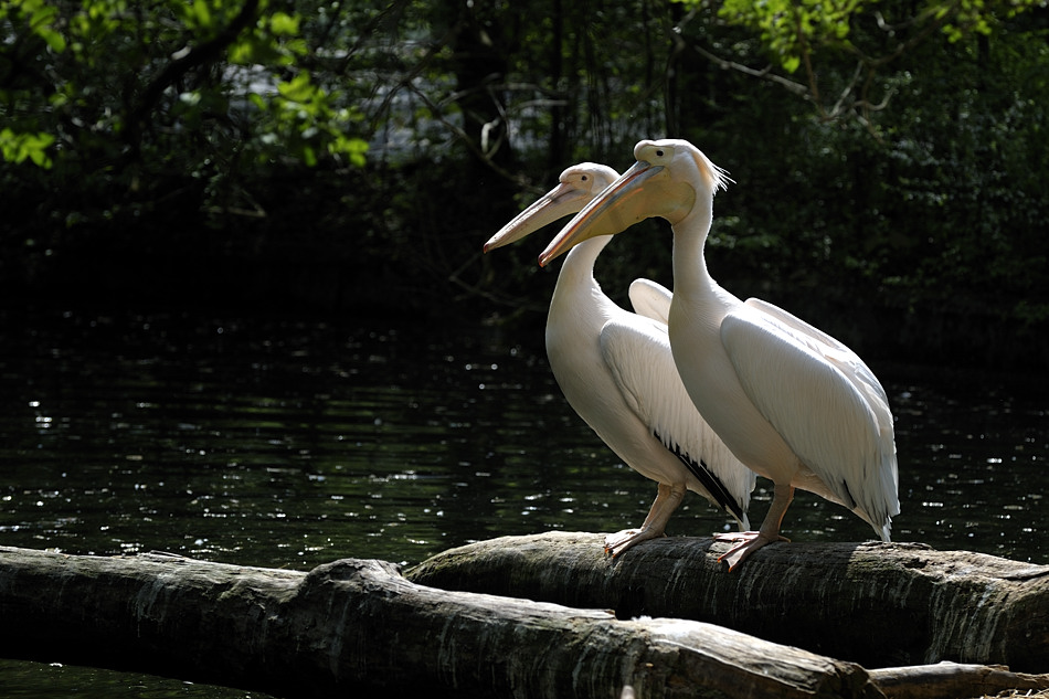 20090424 150914 Hellabrunn