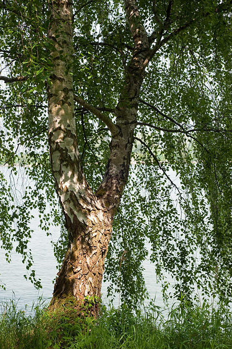200905030408 - Birke am Rhein bei Oppenheim