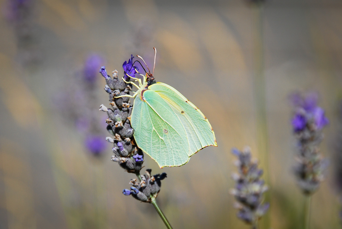 20090628-DSC_0386.jpg