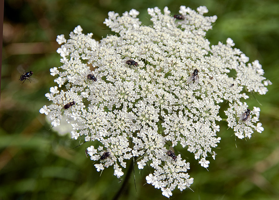 20090716  DSF0175