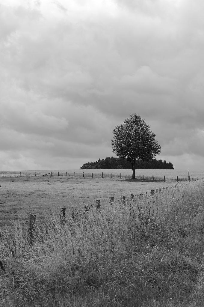 20090724 0194 [D700]   F8,0 70,00mm