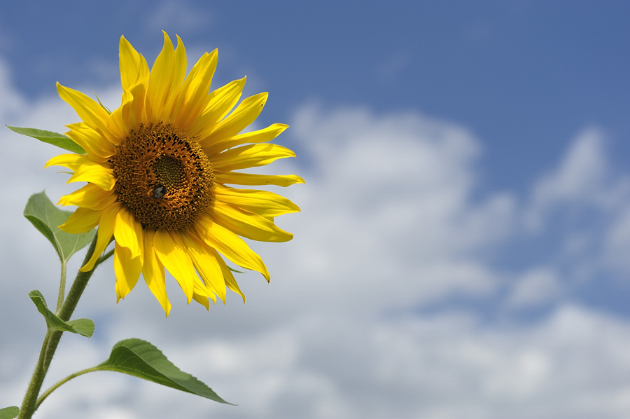 20090728 124213 Blutenburg Sonne