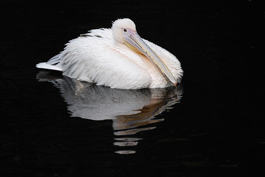 20090814 161136 Hellabrunn